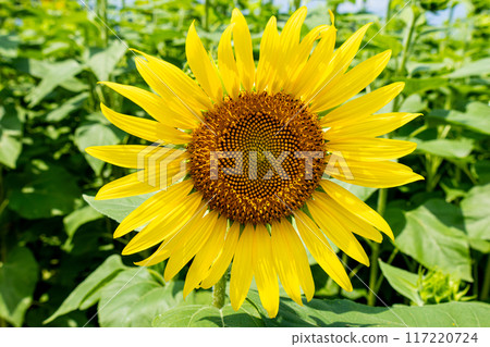 Landscape with summer flowers Landscape with summer flowers 117220724