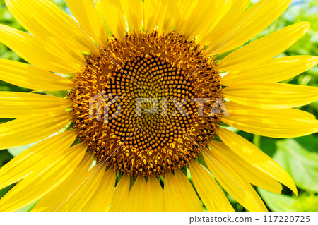 Big sunflower close-up Big sunflower close-up 117220725