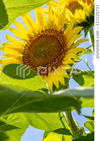 開花往太陽的向日葵 開花往太陽的向日葵 117220733