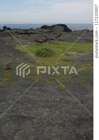 Jogashima Park in midsummer - Inbound Jogashima Park in midsummer - Inbound 117220807