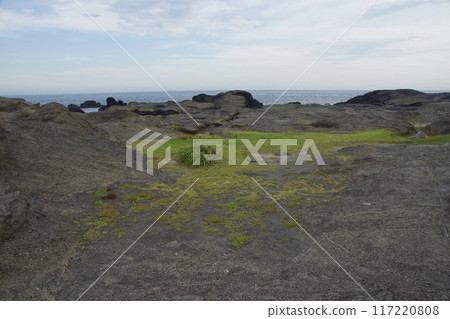 Jogashima Park in midsummer - Inbound 117220808