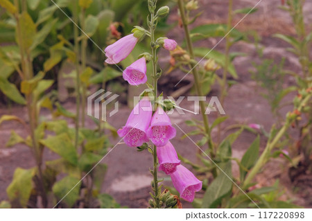 Digitalis purpurea grows in meadow. Cultivated for its romantic pink flowers. Flowers blooming. Cottage garden. Digitalis purpurea grows in meadow. Cultivated for its romantic pink flowers. Flowers blooming. Cottage garden. 117220898
