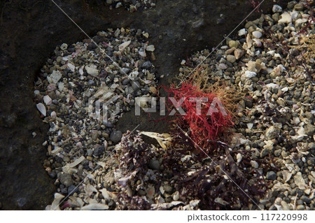 Jogashima Park in midsummer - Inbound 117220998