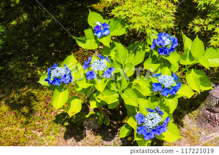 [Kyoto Scenery] Kanshuji Temple - Elegant Hydrangeas 117221019