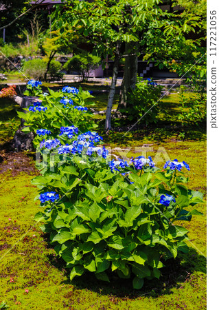 [Kyoto Scenery] Kanshuji Temple - Elegant Hydrangeas 117221056