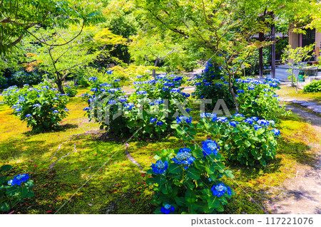 【京都風景】觀修寺、優雅的繡球花 【京都風景】觀修寺、優雅的繡球花 117221076