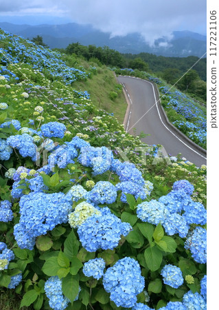 Blue hydrangeas starting to bloom at Okawahara Plateau (Sanagouchi Village, Tokushima Prefecture) 117221106