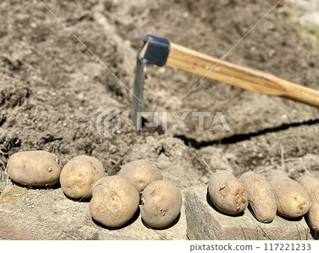 Potato planting and hoe 117221233
