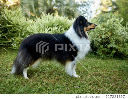 Sheltie shipherd dog, nature background 117221837