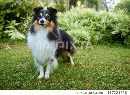 Sheltie shipherd dog, nature background 117221838