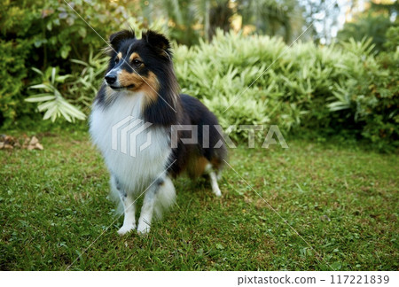 Sheltie shipherd dog, nature background 117221839