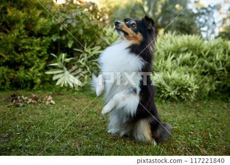 Sheltie shipherd dog, nature background 117221840