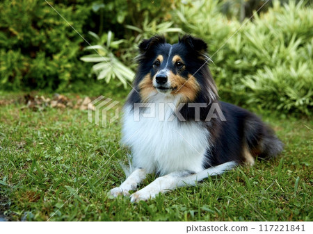 Sheltie shipherd dog, nature background 117221841