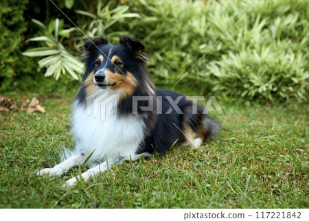 Sheltie shipherd dog, nature background 117221842