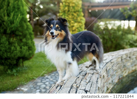 Sheltie shipherd dog, nature background 117221844