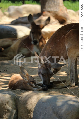 Kangaroo family hot summer 117221909