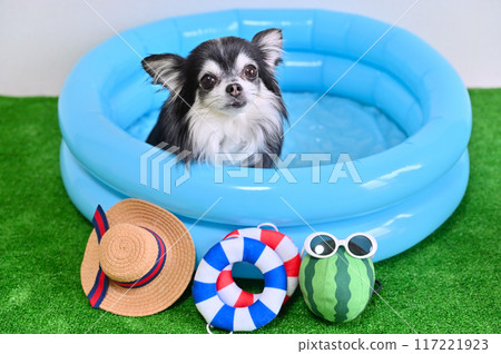 Chihuahua playing in the pool 117221923