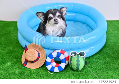 Chihuahua playing in the pool 117221924
