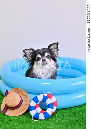 Chihuahua playing in the pool 117221925