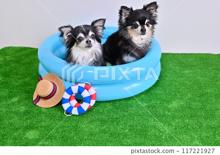 Two friendly chihuahuas playing in the pool 117221927