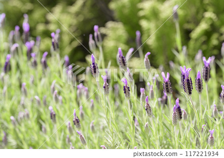 French Lavender French Lavender 117221934