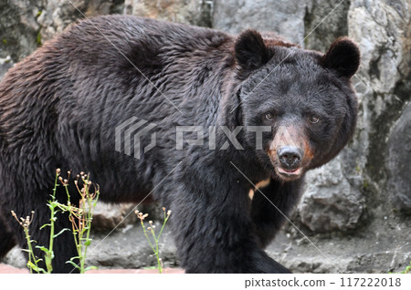 亞洲黑熊（日本黑熊） 多摩動物公園 117222018