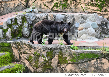 亞洲黑熊(日本黑熊) 多摩動物公園 亞洲黑熊(日本黑熊) 多摩動物公園 117222023