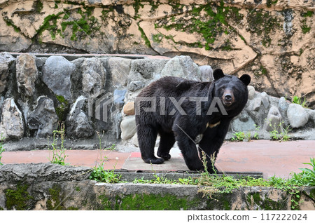 亞洲黑熊(日本黑熊) 多摩動物公園 亞洲黑熊(日本黑熊) 多摩動物公園 117222024