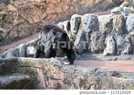 亞洲黑熊(日本黑熊) 多摩動物公園 亞洲黑熊(日本黑熊) 多摩動物公園 117222026