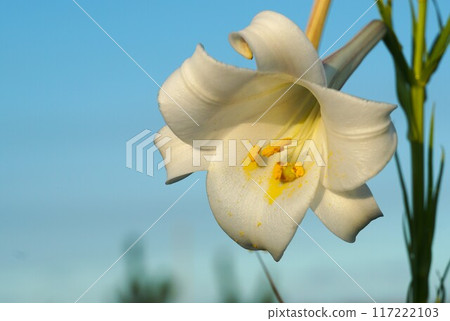 Summer flowers: A close-up of Easter lilies blooming 117222103