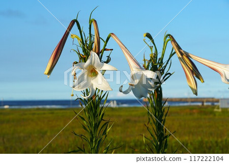 Summer flowers: A landscape with Easter lilies blooming 117222104
