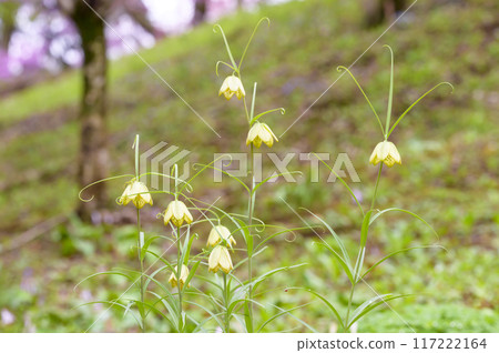 貝母（羊肚菌、貝母、黑百合、黃百合） 117222164