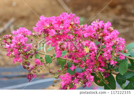 Crape myrtle flowers shining against the blue sky Crape myrtle flowers shining against the blue sky 117222335