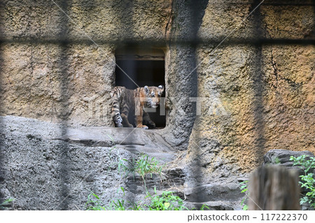 東北虎幼崽 多摩動物園 東北虎幼崽 多摩動物園 117222370