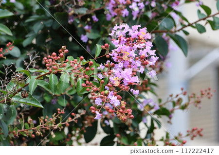 Purple Crape Myrtle Flowers Shining Against the Blue Sky 117222417