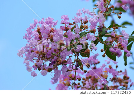 紫薇花映襯著藍天,紫色,紫薇,紫薇,繡球花 紫薇花映襯著藍天,紫色,紫薇,紫薇,繡球花 117222420