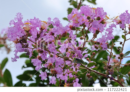 紫薇花映襯著藍天,紫色,紫薇,紫薇,繡球花 紫薇花映襯著藍天,紫色,紫薇,紫薇,繡球花 117222421
