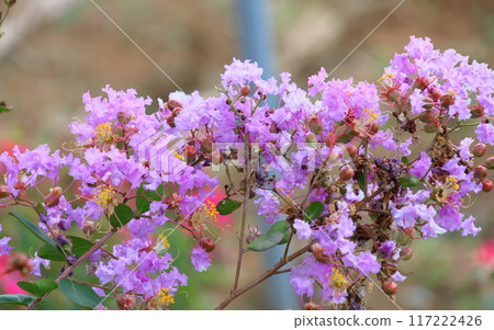 Purple Crape Myrtle Flowers Shining Against the Blue Sky 117222426