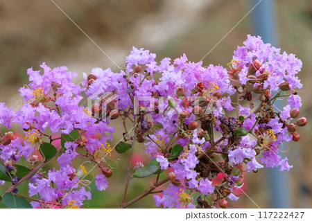 紫薇花映襯著藍天，紫色，紫薇，紫薇，繡球花 117222427