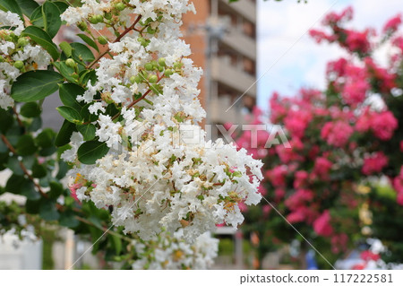 映襯藍天的紫薇花、白色的紫薇花、紫薇、紫薇、百日紅 117222581