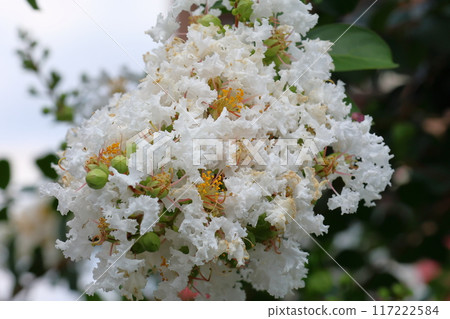 映襯藍天的紫薇花、白色的紫薇花、紫薇、紫薇、百日紅 映襯藍天的紫薇花、白色的紫薇花、紫薇、紫薇、百日紅 117222584
