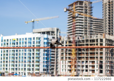 A bird perches on a wire fence by a building under construction A bird perches on a wire fence by a building under construction 117222660