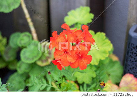 A closeup of a vibrant red flower among lush green leaves 117222663