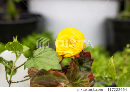 A detailed view of a yellow flower surrounded by lush green leaves A detailed view of a yellow flower surrounded by lush green leaves 117222664