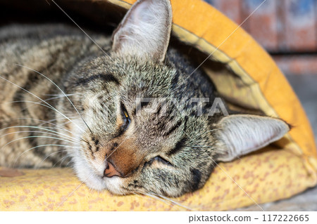 A cat is currently sleeping peacefully under a bright yellow blanket 117222665