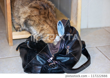 A playful cat is having fun with a black purse that is on the floor 117222666