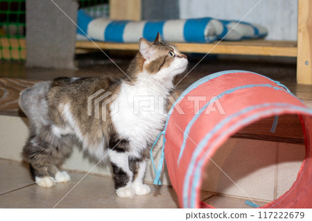 A playful cat is having fun with a vibrant red tunnel on the floor 117222679