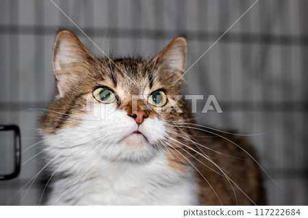A brown and white cat featuring striking green eyes gazes at the camera 117222684