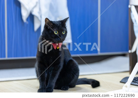 黑貓 黑貓 117222690