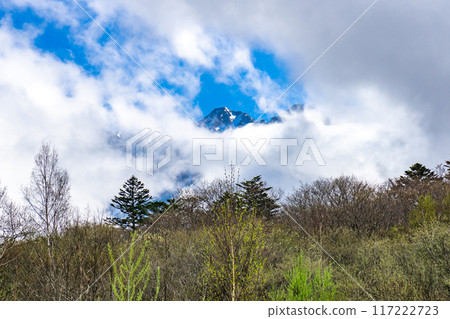 Early summer on the Kamikochi Nature Trail: Forest bathing walking at the summit of Mt. Yakedake 117222723